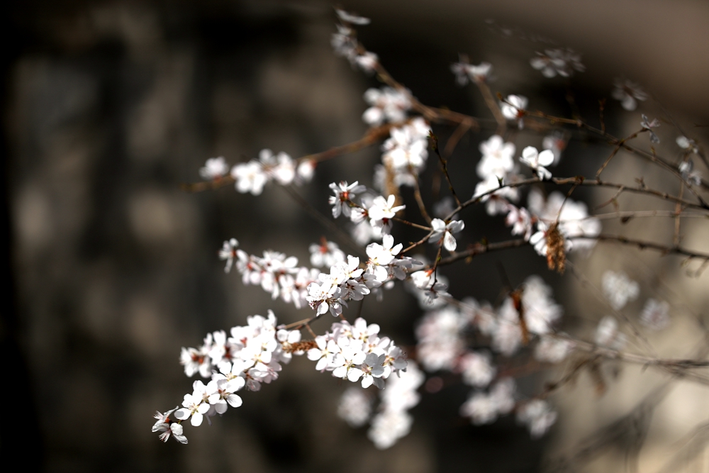 海報(bào)|花開(kāi)隴原，甘肅這些景區(qū)正在復(fù)蘇！