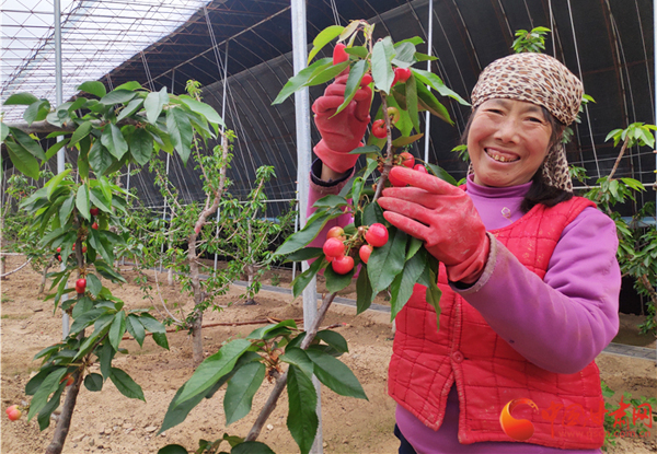 【甘肅省決戰(zhàn)決勝脫貧攻堅(jiān)】櫻桃紅了 天水甘谷農(nóng)民日子美了