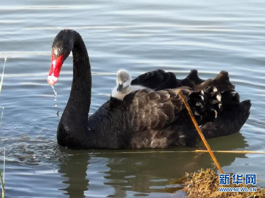 萌化了！黑天鵝寶寶出窩“游湖”