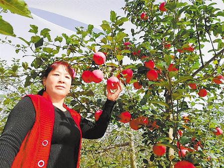 【走向我們的小康生活】馮巧葉，“大家一起過好日子”