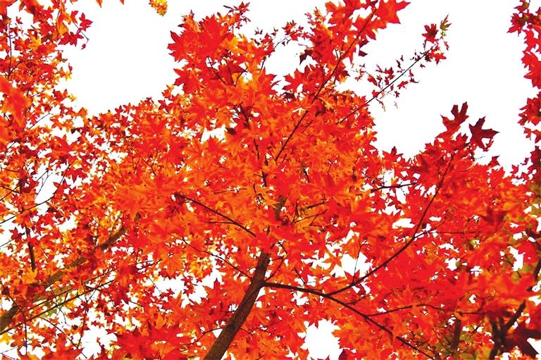 出彩啦！蘭州高校秋景驚艷來襲，快到秋日調(diào)色盤里pick你的母校