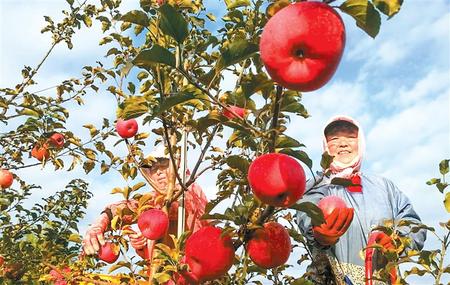 從培育產(chǎn)業(yè)到制定標準的飛躍 ——靈臺縣推進蘋果產(chǎn)業(yè)轉(zhuǎn)型升級紀實