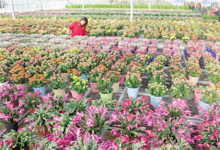 臨夏縣20多萬株水仙花、杜鵑、蝴蝶蘭等60多種花卉競相綻放
