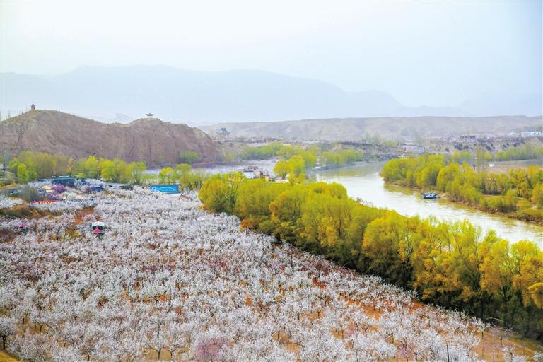 甘肅旅游丨唐汪杏花開 楚楚等君來 在這里賞花看丹霞，美哉！