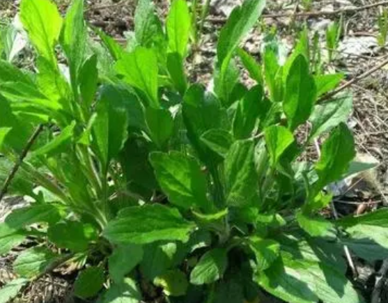 注意！路邊的野菜可不能亂采