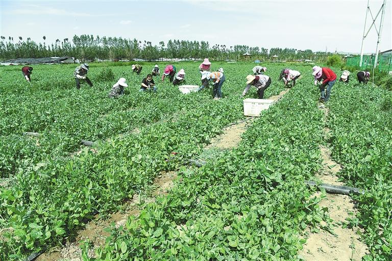 臨夏縣百益現(xiàn)代農(nóng)業(yè)公司種植的500多畝豌豆苗、甜豆等進(jìn)入豐產(chǎn)期