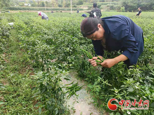 【小康圓夢(mèng)·看甘肅】西和：訂單辣椒喜獲豐收