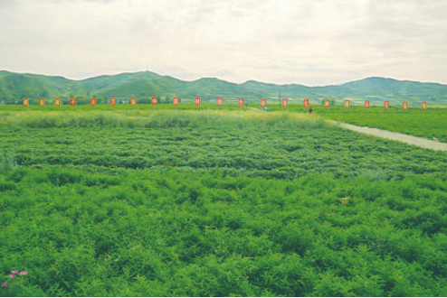 標準化讓“道地藥材”更地道——岷縣中藥材產(chǎn)業(yè)走上高質量發(fā)展之路