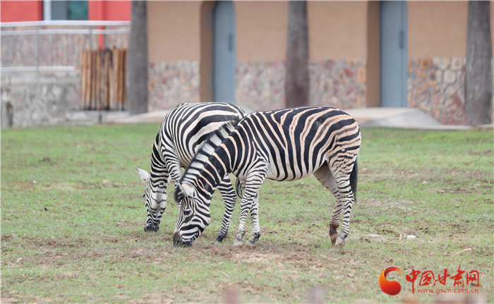 試開園以來蘭州野生動(dòng)物園已接待游客達(dá)15萬人次