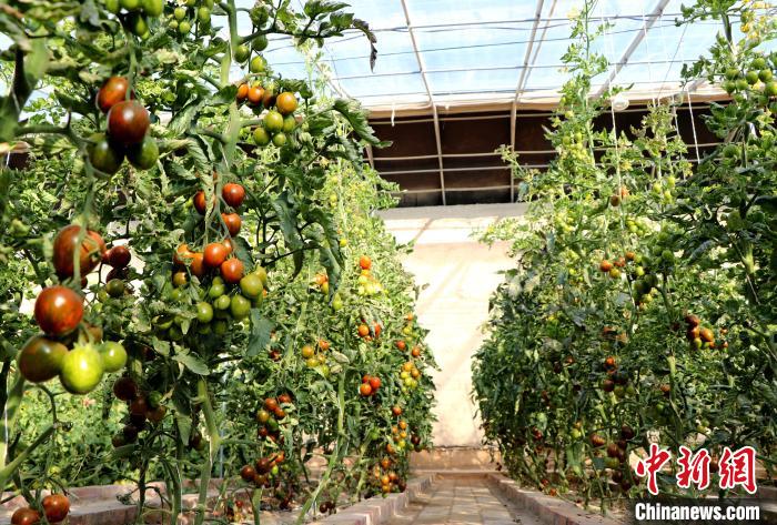 12月14日，甘肅省武威市民勤縣紅旗谷現(xiàn)代農(nóng)業(yè)產(chǎn)業(yè)園，溫棚內(nèi)“水果西紅柿”長勢良好。　馬愛彬 攝