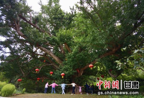 隴南徽縣境內最古老的銀杏樹。當?shù)貍髡f，它已有千年樹齡。（資料圖）殷春永 攝