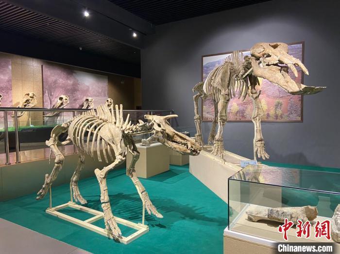 圖為5月底，和政縣古動(dòng)物化石博物館內(nèi)修復(fù)后的古生物化石?！「哒?攝