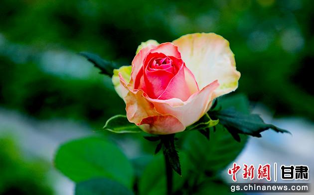 圖為在智慧溫室里盛開的玫瑰。馬玉林 攝