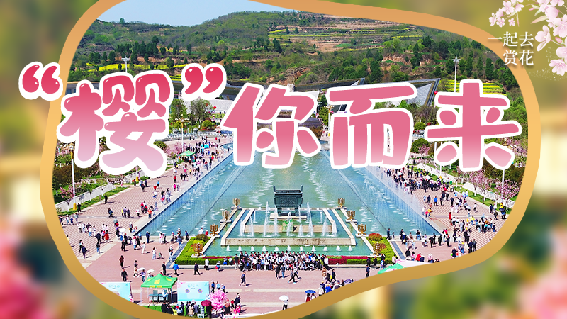 海報(bào)|春色爛漫，一組海報(bào)“云賞”櫻花盛開