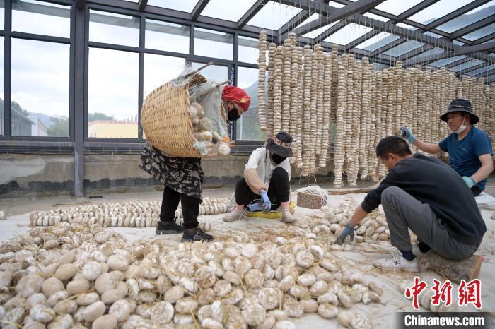 5月10日，甘肅省甘南藏族自治州迭部縣一青稞酒廠，工作人員用青稞面和青稞草等制成的曲坯用繩子串起來，方便掛起來曬干。九美旦增　攝