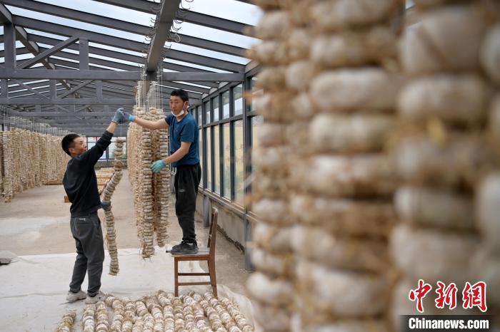 圖為5月10日，工作人員將用青稞面和青稞草等制成的曲坯用繩子串起來晾曬。九美旦增　攝