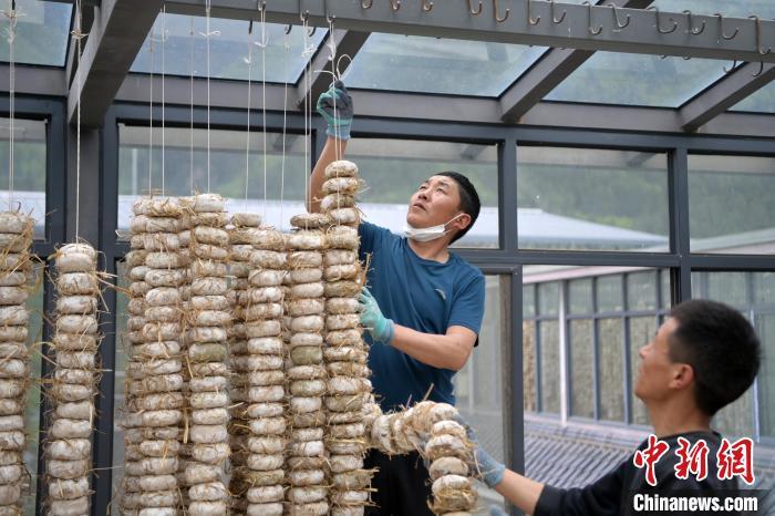 圖為5月10日，工作人員將用青稞面和青稞草等制成的曲坯用繩子串起來晾曬。九美旦增　攝